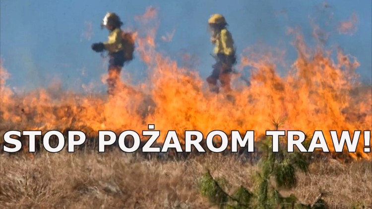 Pożary traw, uwięziony gołąb i uciekający pająk – raport malborskich…