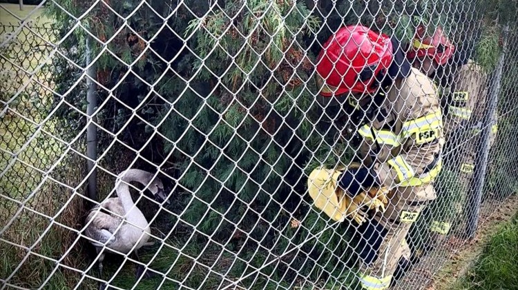 Miejscowe zagrożenia i pożary – tygodniowy raport malborskich służb…