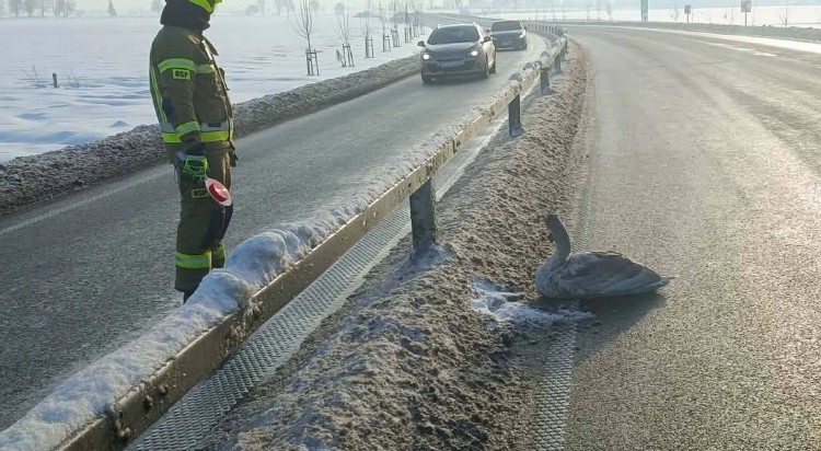 Uwięzione zwierzęta, zakopana karetka i wypadki – tygodniowy raport…